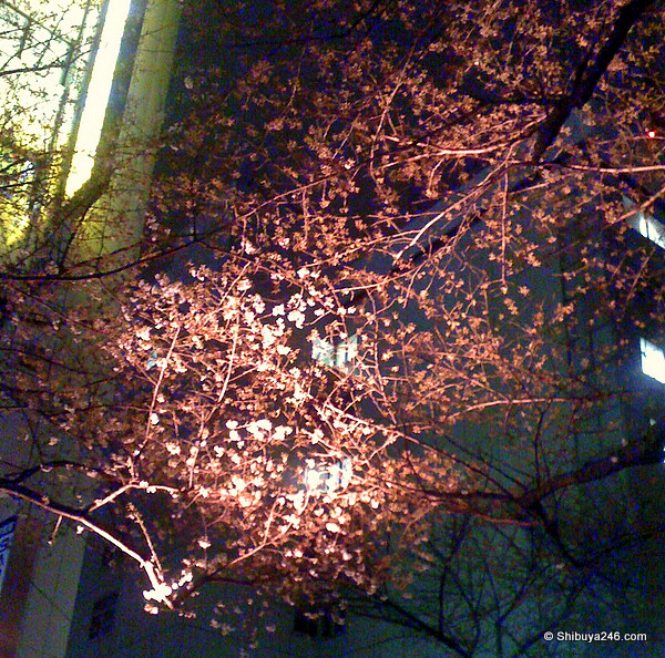 Sakura by night