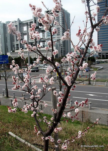 Ume at Odaiba