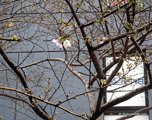 The Sakura was so small here, the camera didn't even catch the focus