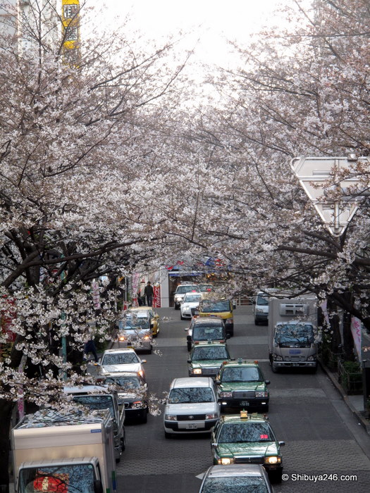 Sakura coming out slowly this year - Sakuragaoka-cho