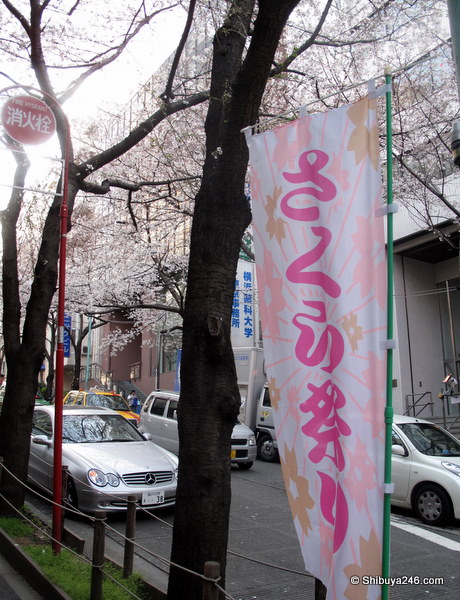 Sakura Matsuri