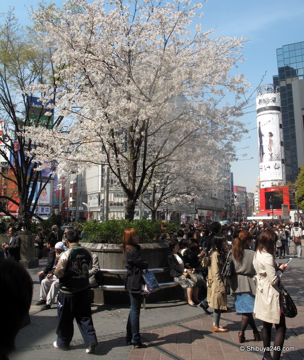 Hachiko Meeting Place - Shibuya station