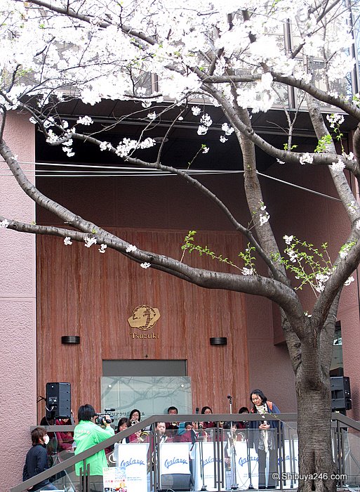 A concert under the Sakura feeling