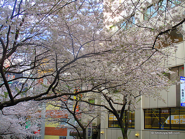 Sakura at Sakuragaoka-cho
