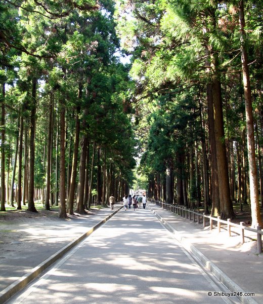 Inside the grounds. Tall tree coverage