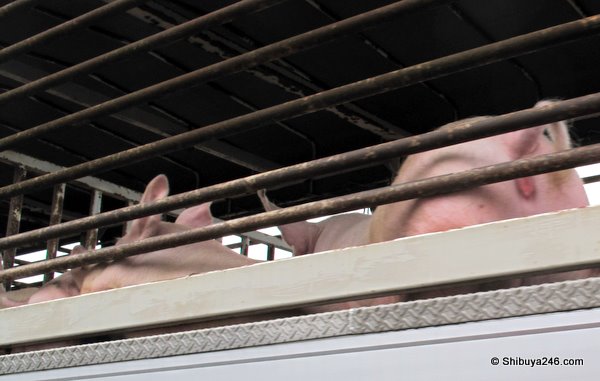 They actually looked to be very clean pigs