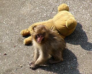 monkey-rilakkuma
