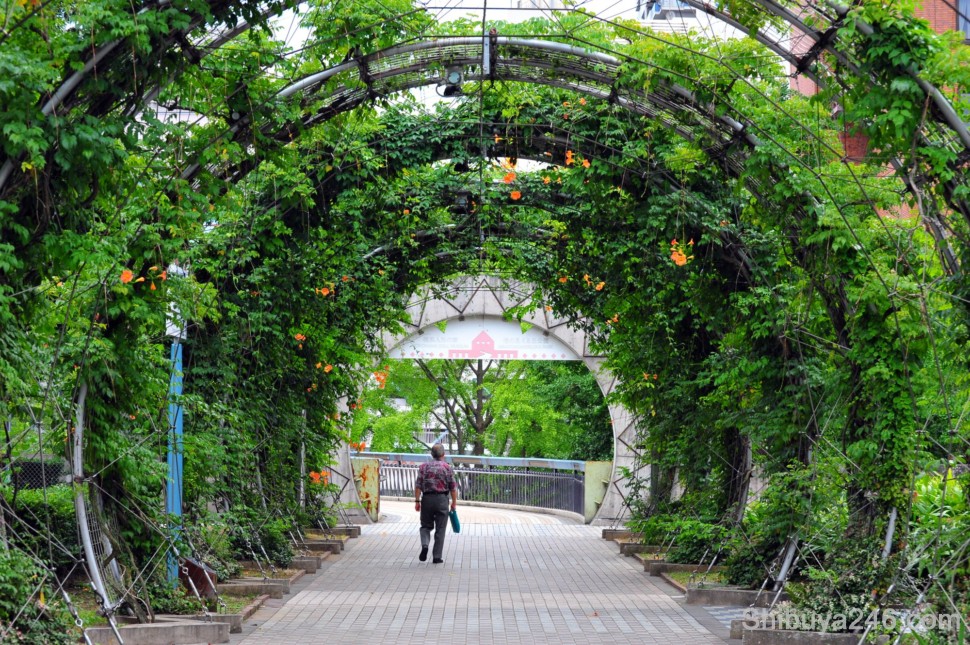 There is plenty of greenery in the parks and pathways in Yokohama, keeping it cool even on a hot summers day