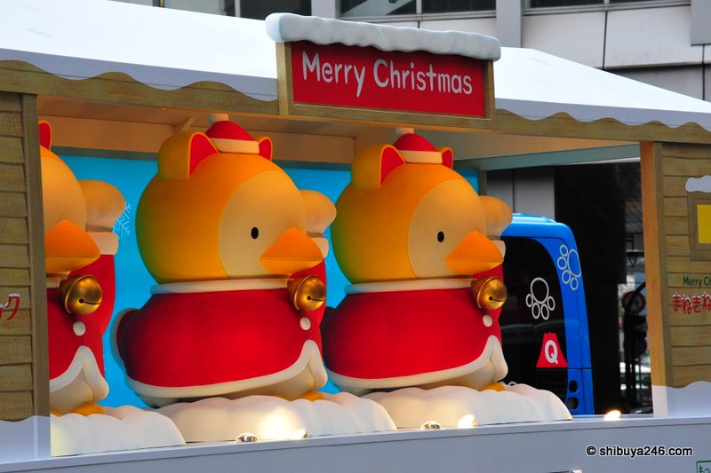Up close with the ducks