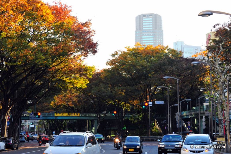 The Cerulean Tower stands out nicely against the tree in the foreground. Autumn and its changing colors can be very nice