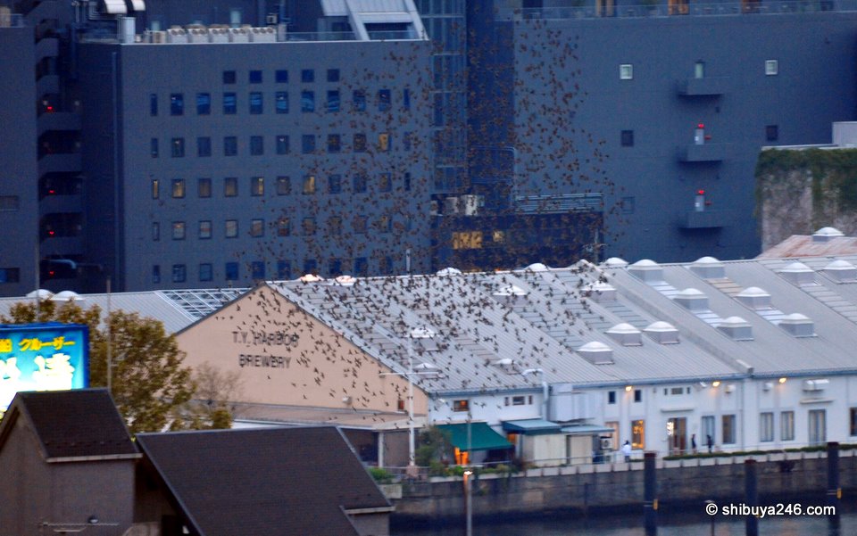 These birds were swarming around in a group over the canal. Looks like they might have found something to eat?