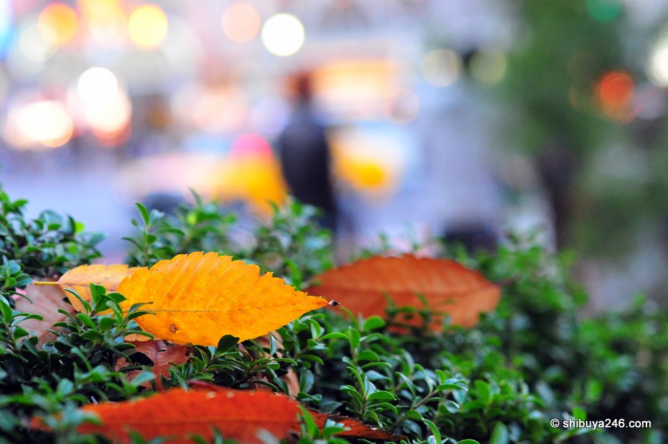 Tried to capture some of the Autumn colors here next to Hachiko. I find it a bit hard to stare at this picture for too long. My eyes start to go blurry. How do you find it? (Nikkor 60mm)