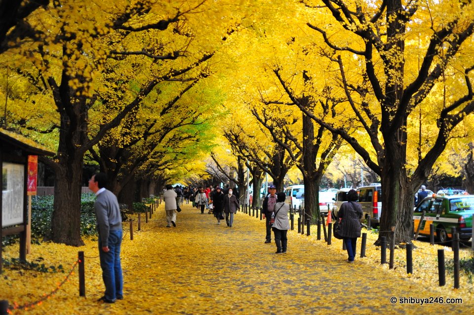 Aoyama Autumn