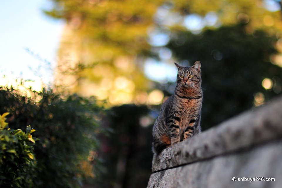 Roppongi Street Cats