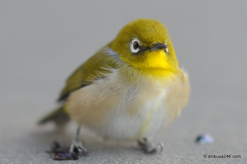 This beautiful bird greeted me first thing on New Years Day.