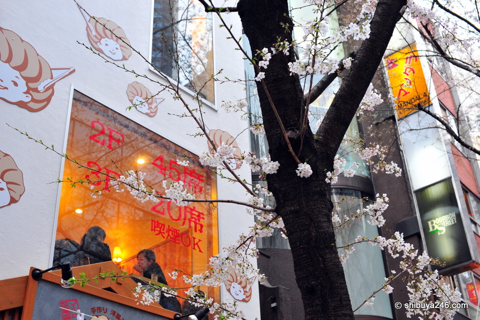 Nice look back at the cafe through the Sakura tree.