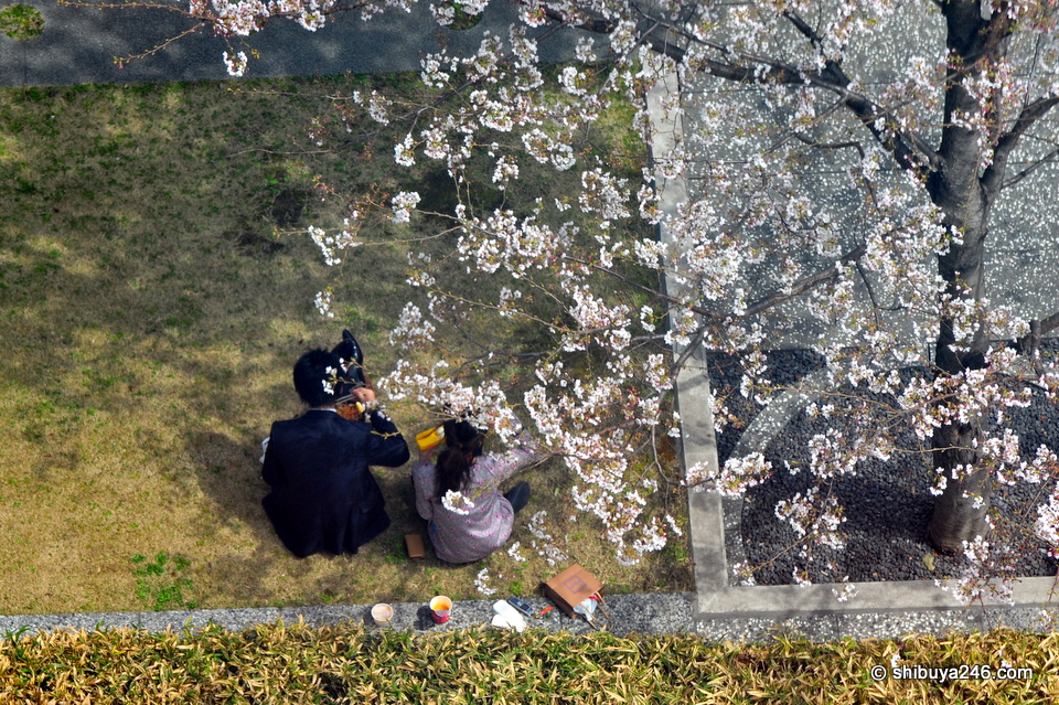 Great place for a bento lunch under the Sakura tree.