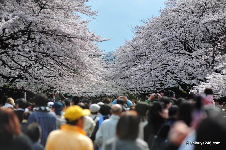 Sakura Season