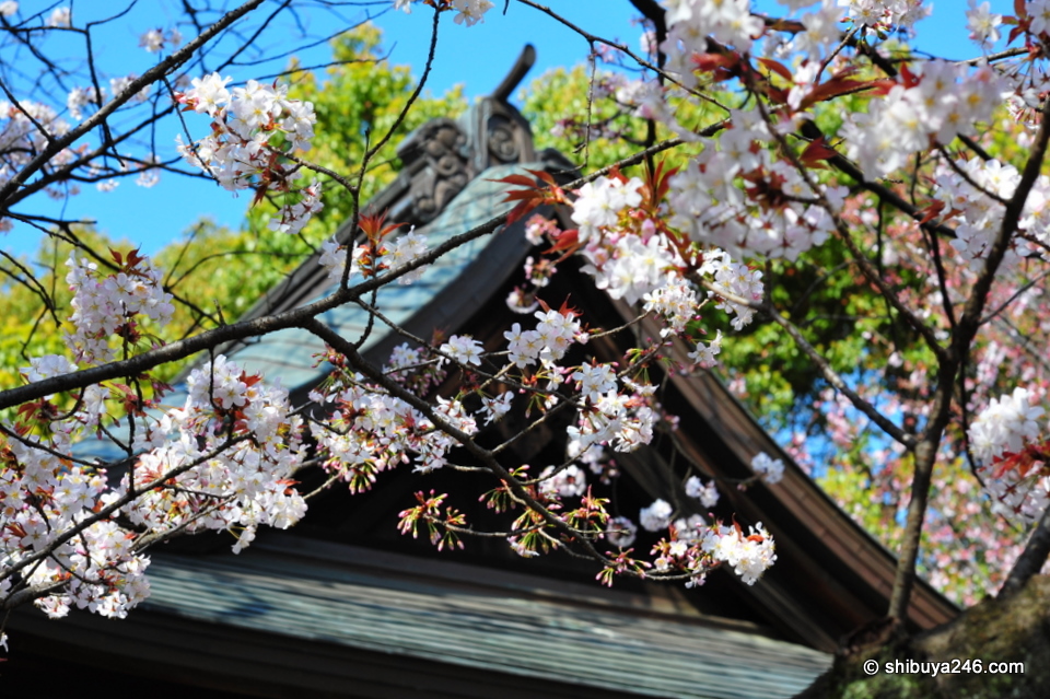 Beautiful colors of the Cherry Blossom contrasting with the wooden structure.