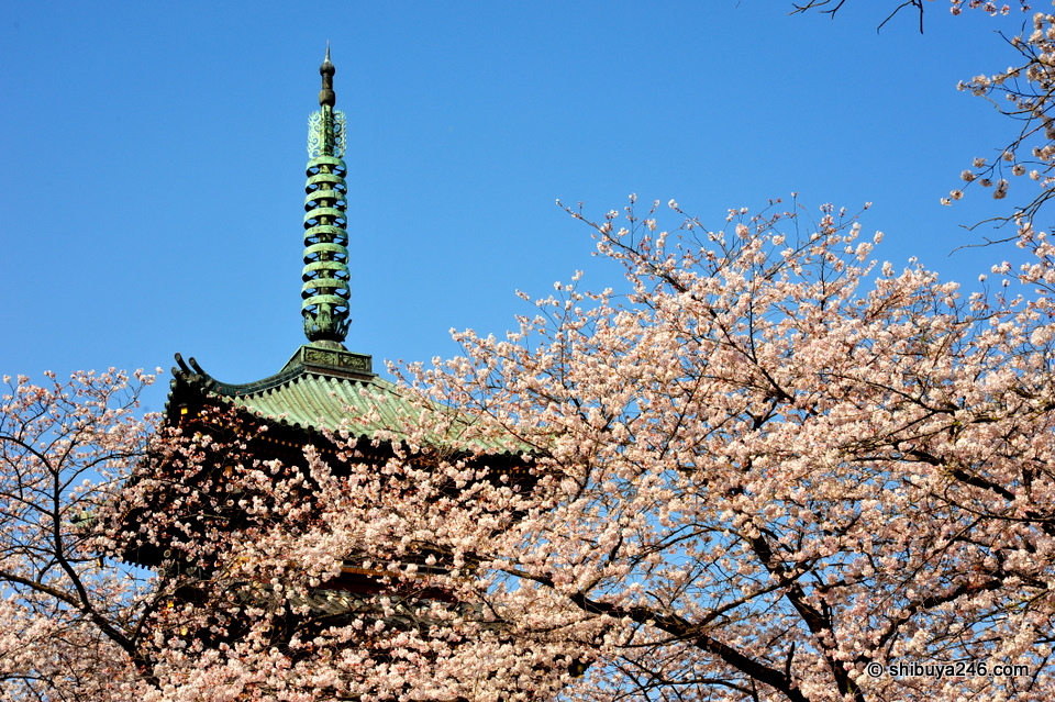 Ueno Park, Sakura Japan
