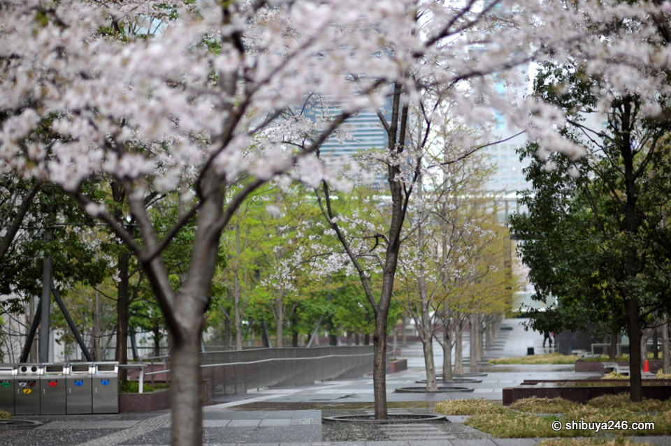 Looking down the park, the sakura color was really nice in the light rain.