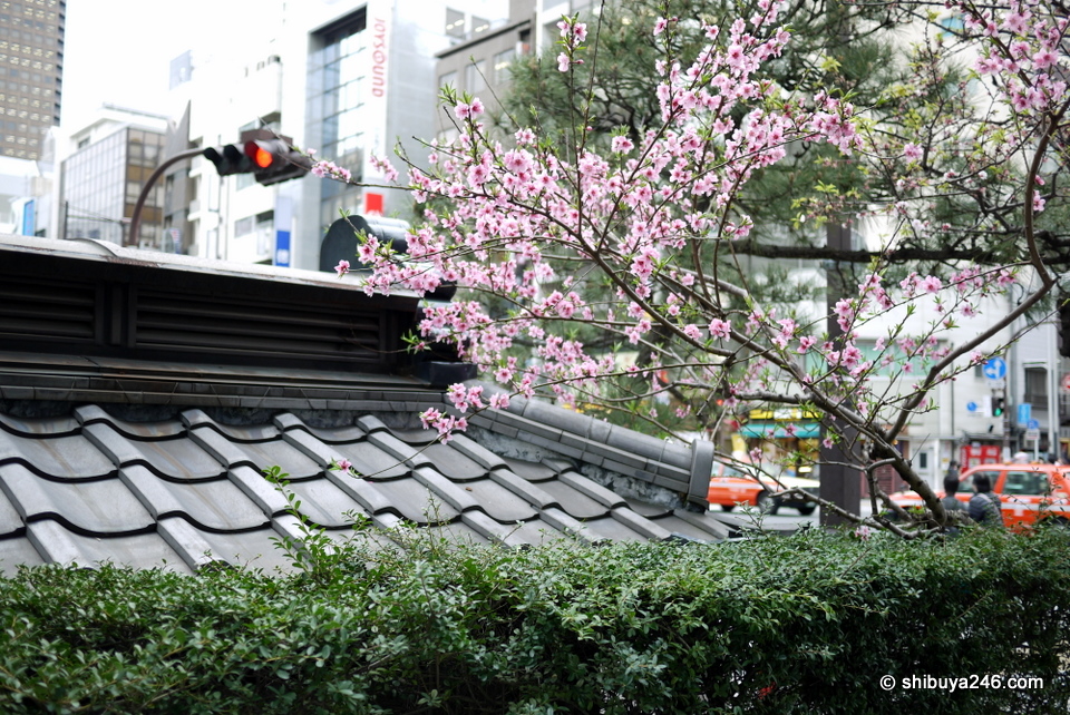 This public toilet in Hamamatsucho has a beautiful traditional tile roof as well as some nice greenery and sakura to give it a lift.