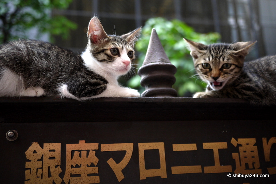 Welcome to Ginza.