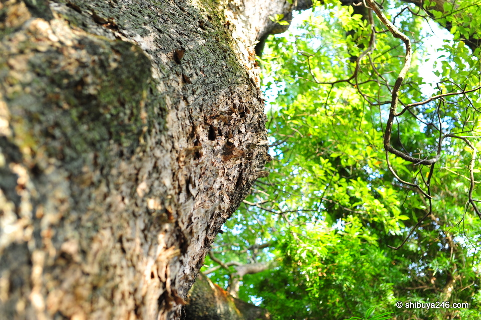 This Myoto Camphor Tree is estimated to be over 900 years old