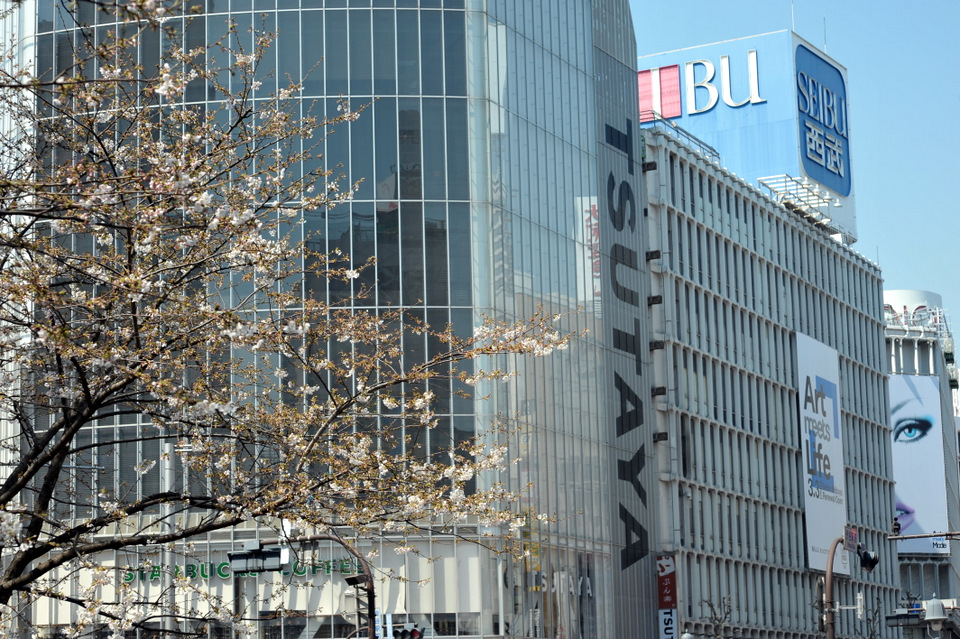 Shibuya Sakura