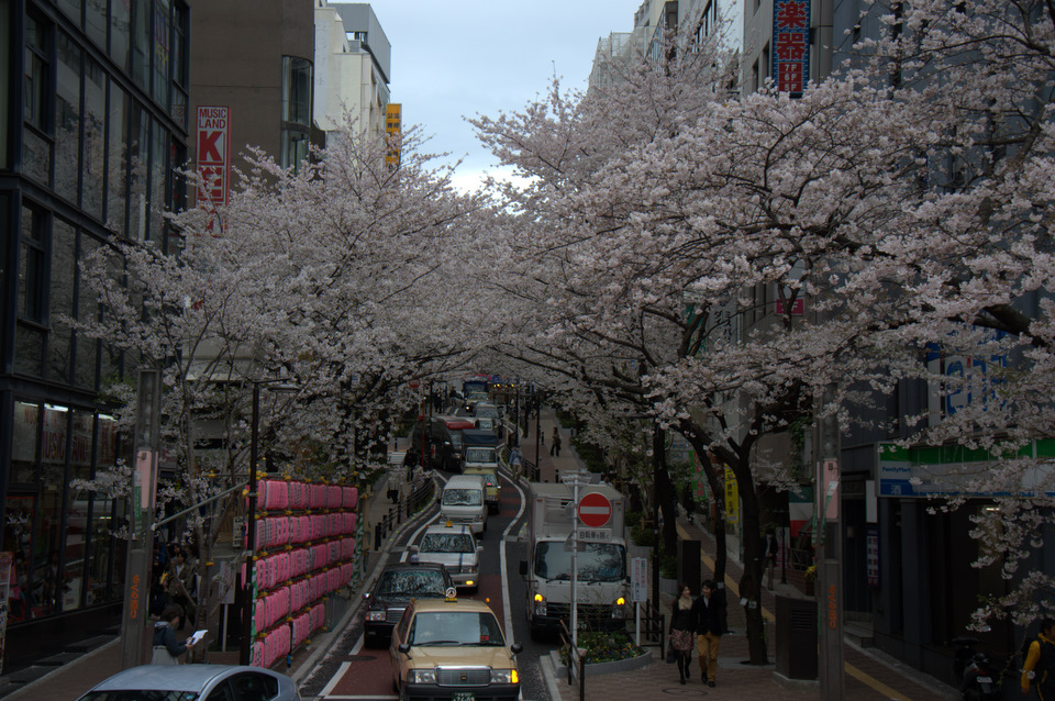 Sakura and HDR