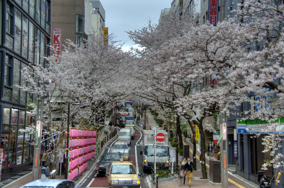 Shibuya Sakura