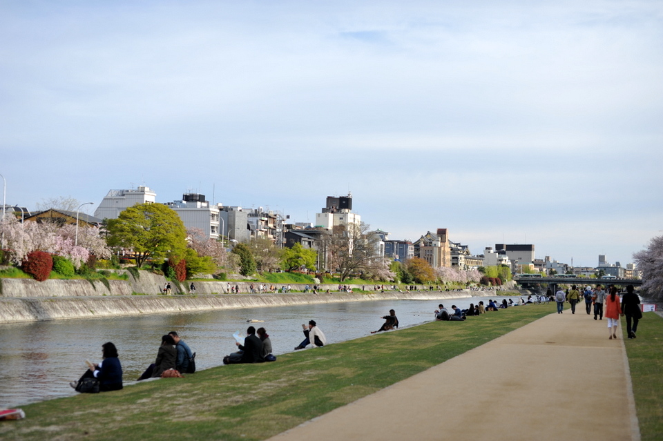 Couples enjoying the banks of the Kamogawa River with Sakura