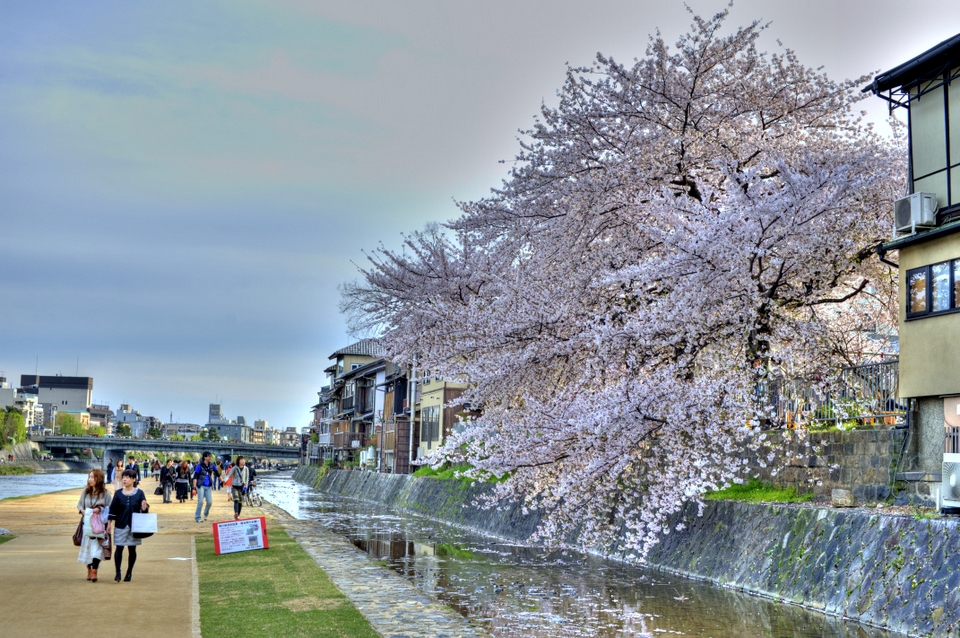 A touch of HDR with the Sakura on the riverbanks