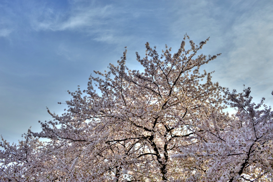 Sakura with blue skies