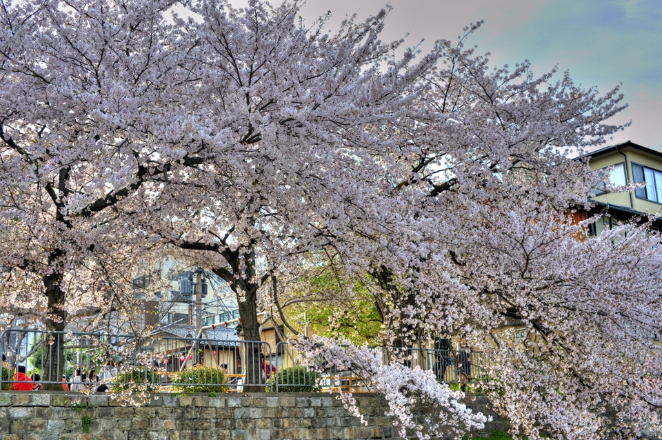 A few really nice sakura trees here with branches reaching down to the water below