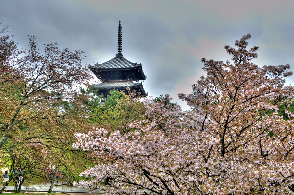 Rising above the Sakura