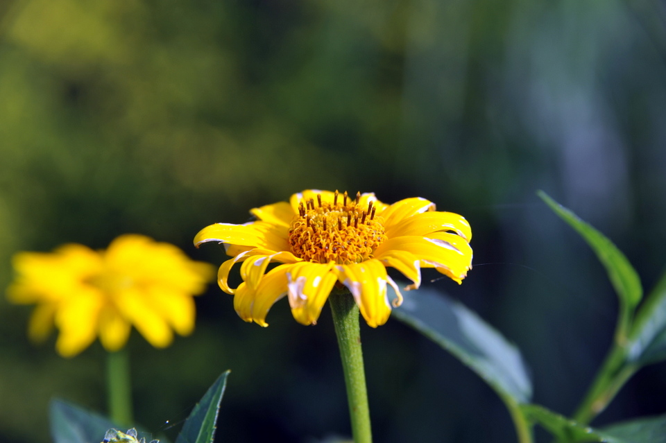Mount Hiei Flowers