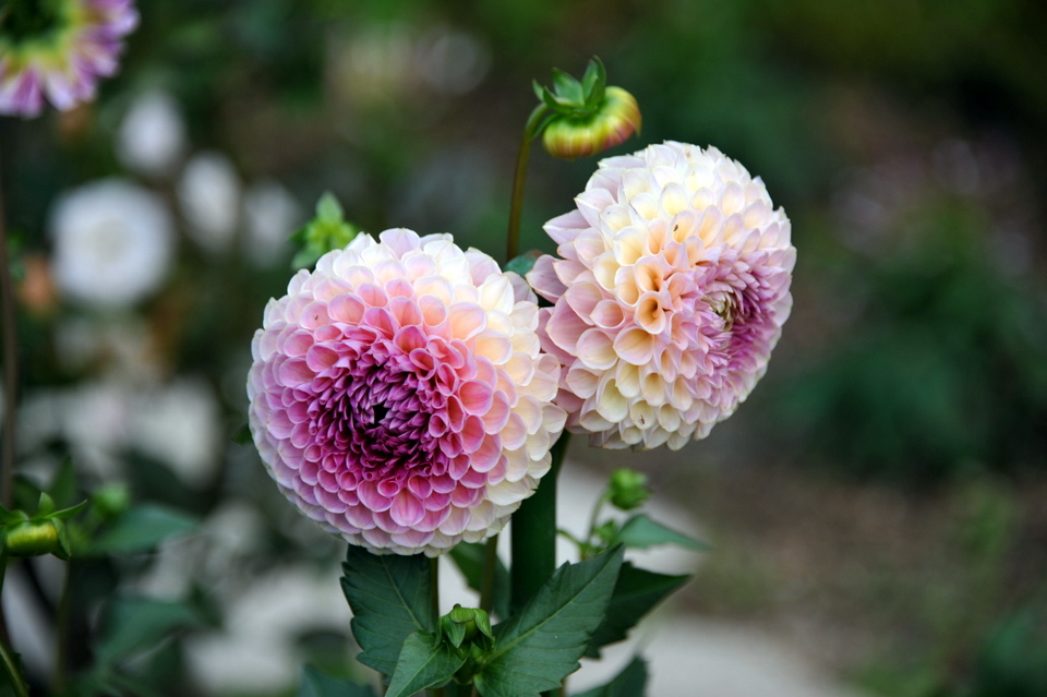 Flowers on Mount Hiei