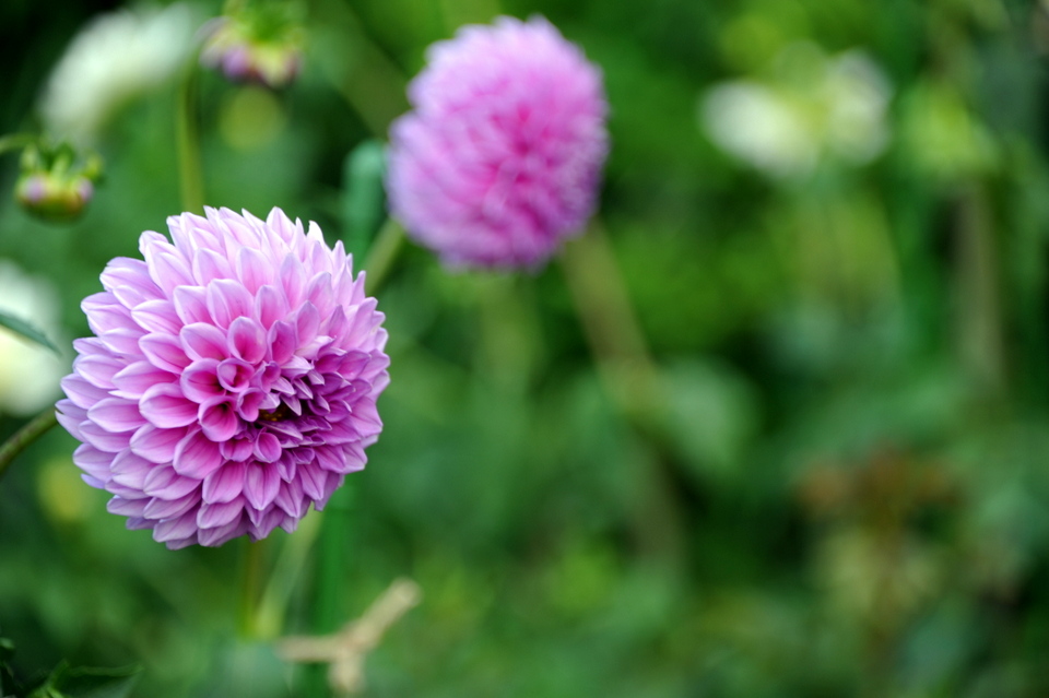 Mount Hiei Flowers