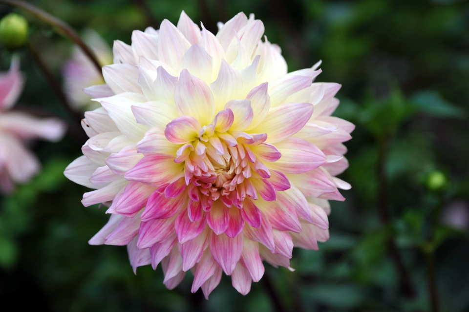 Mount Hiei Flowers