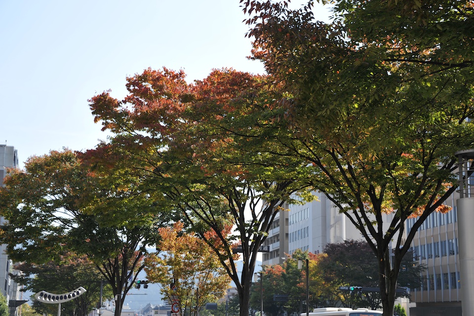 A closer look at the tree tops
