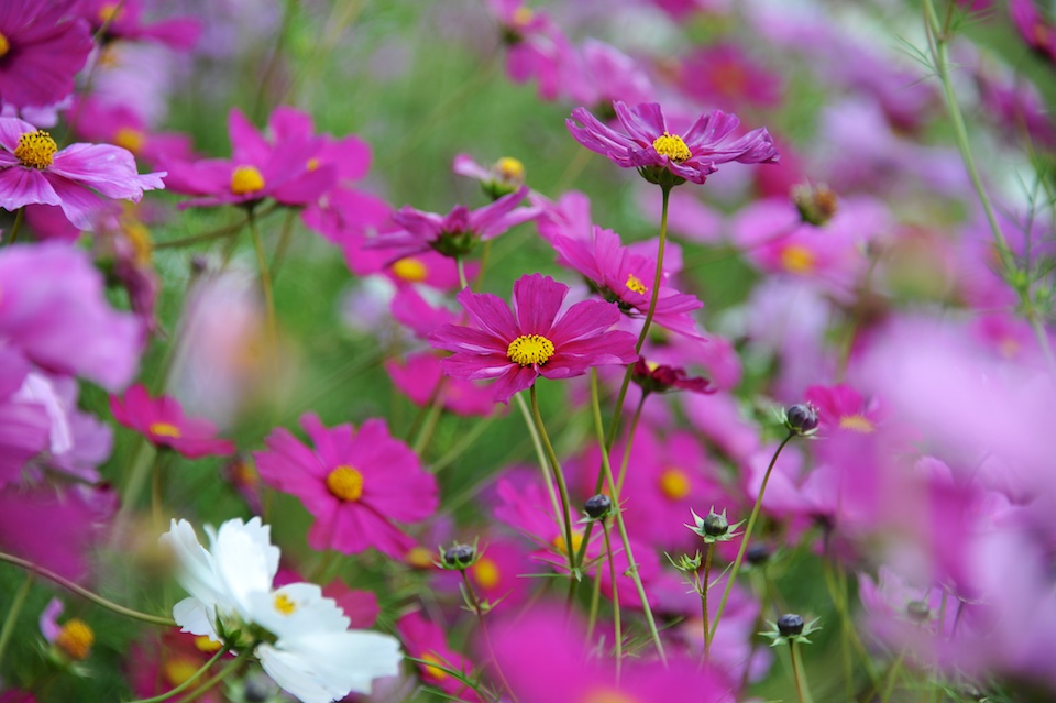 Tanba Park Cosmos
