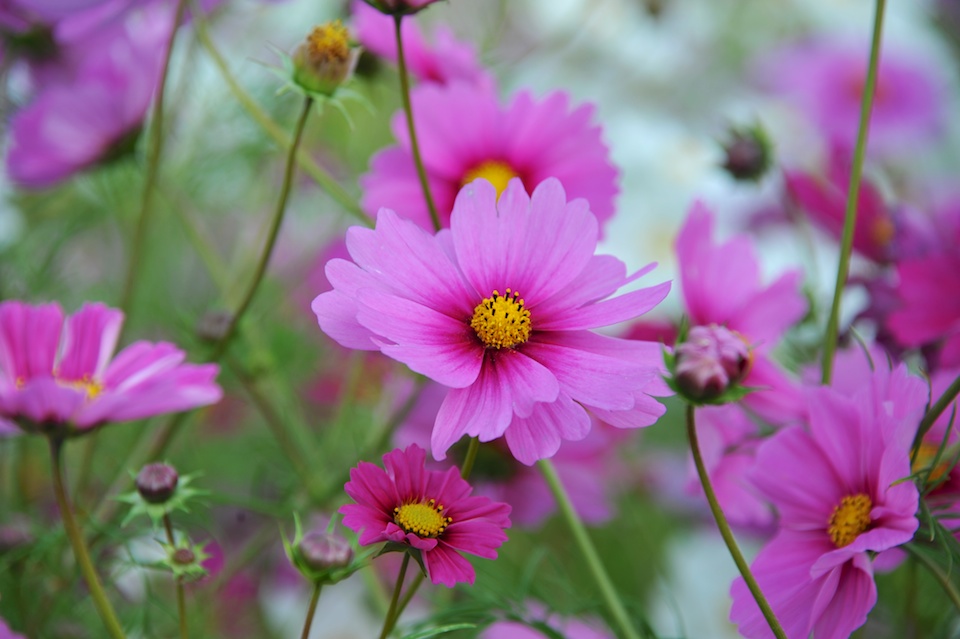 Tanba Park Cosmos