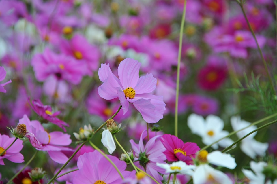Tanba Park Cosmos