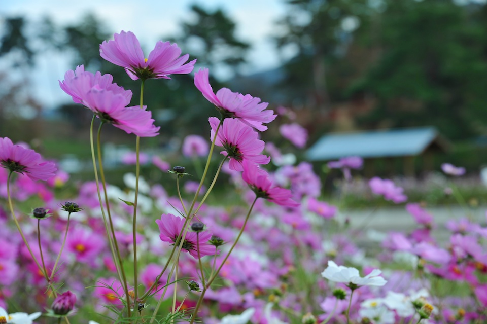 Tanba Park Cosmos