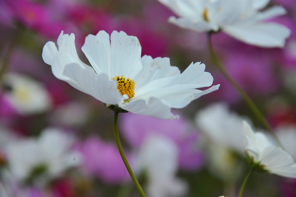 Tanba Park Cosmos