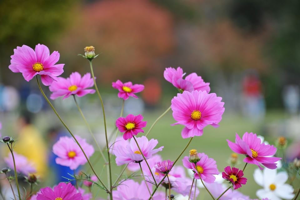 Tanba Park Cosmos