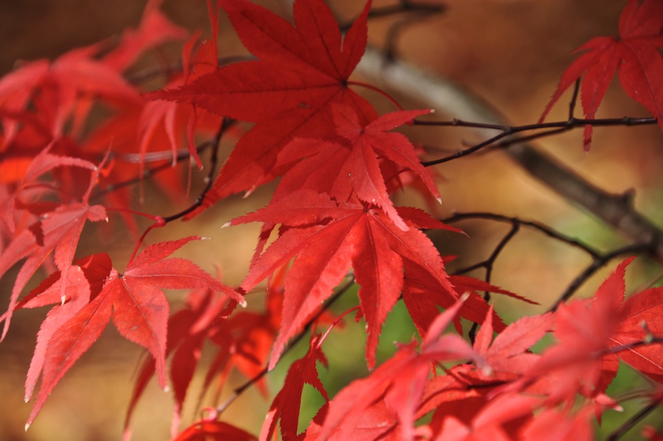 Eikando Autumn