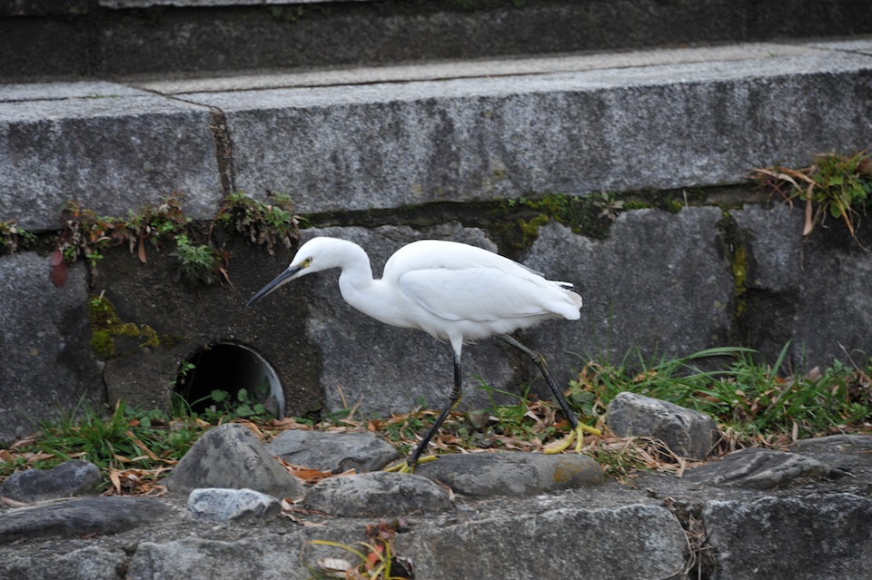 Heron on Kamogawa