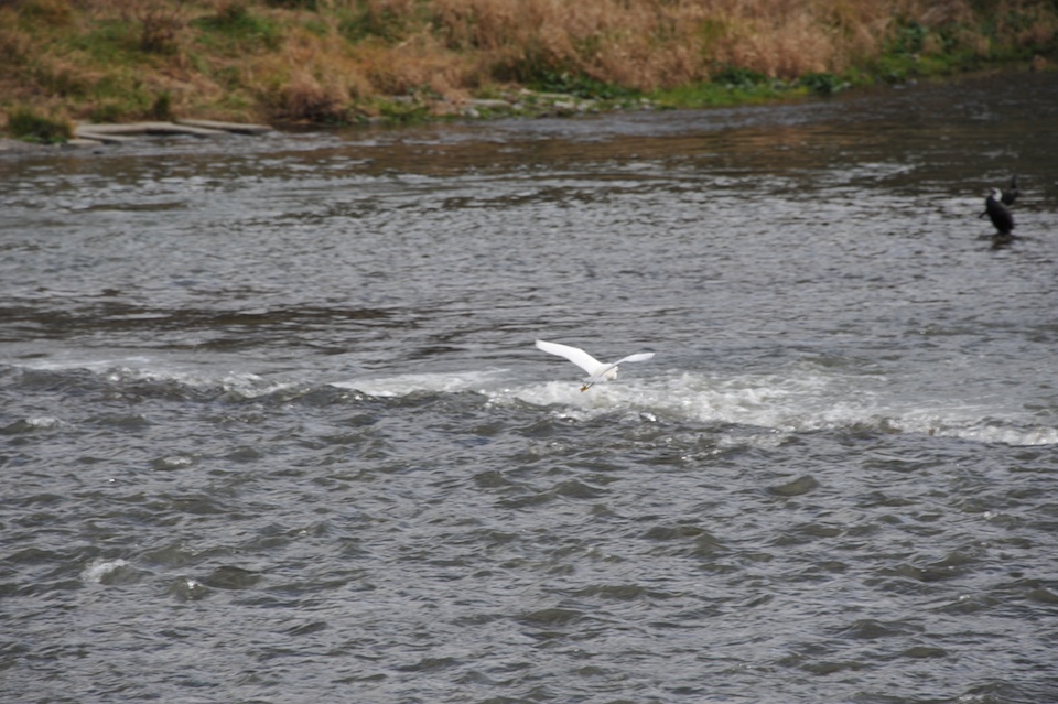 Heron in flight